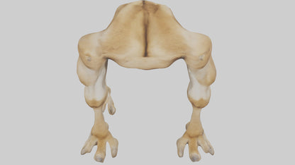 3D model Camel Legs VR / AR / low-poly