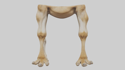 3D model Camel Legs VR / AR / low-poly