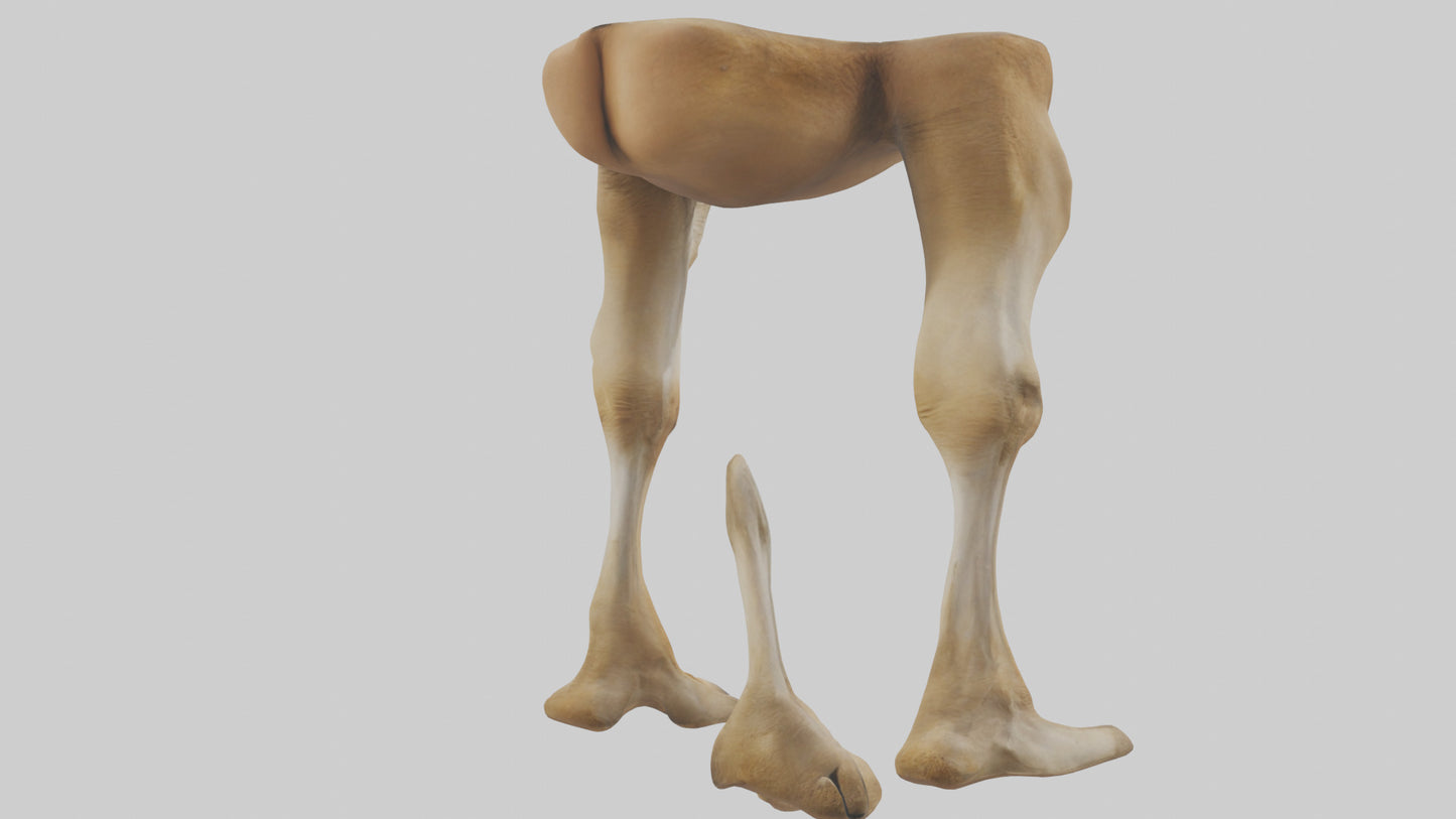 3D model Camel Legs VR / AR / low-poly