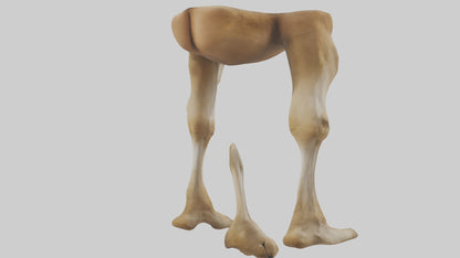 3D model Camel Legs VR / AR / low-poly