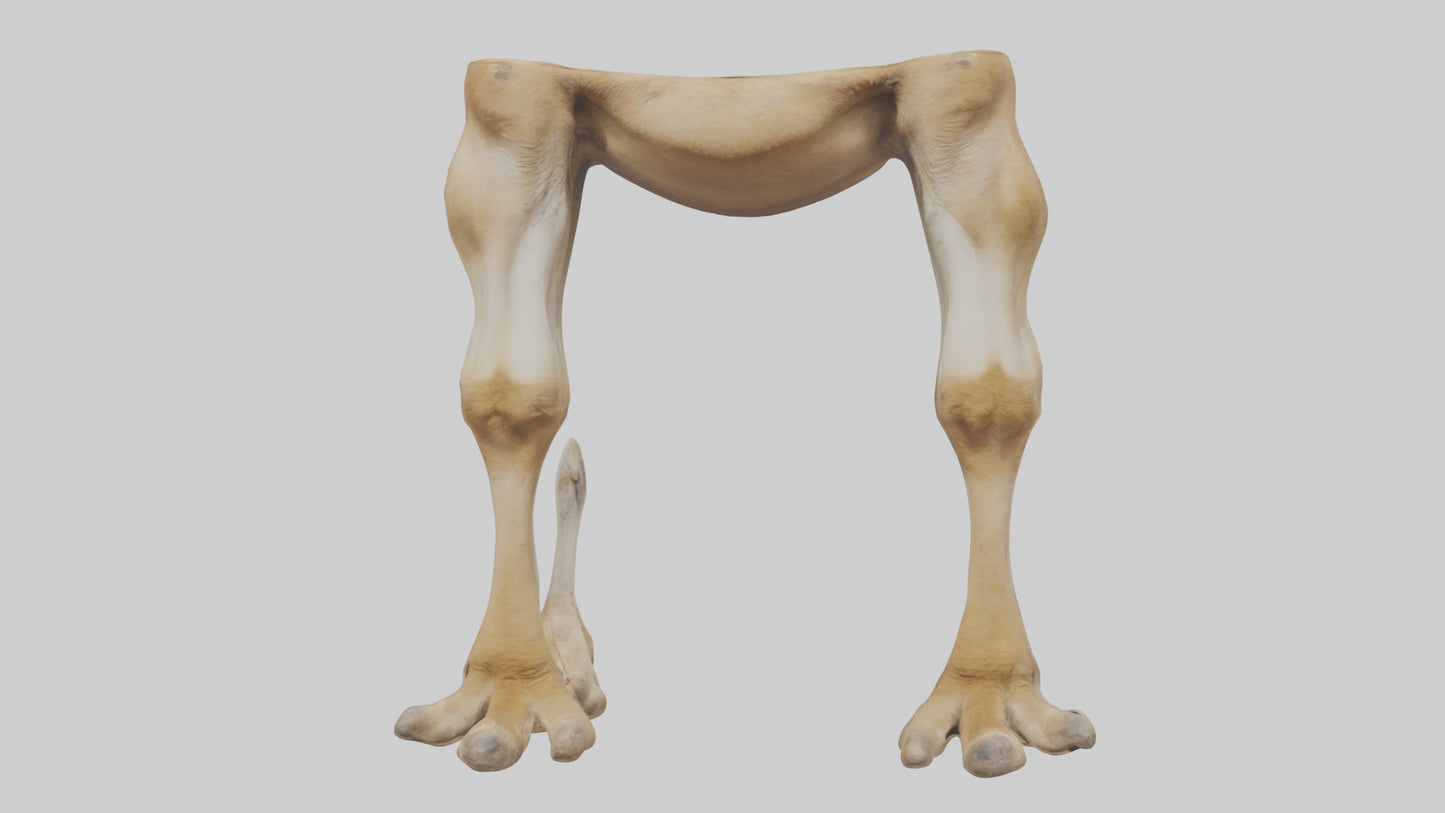 3D model Camel Legs VR / AR / low-poly