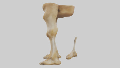 3D model Camel Legs VR / AR / low-poly