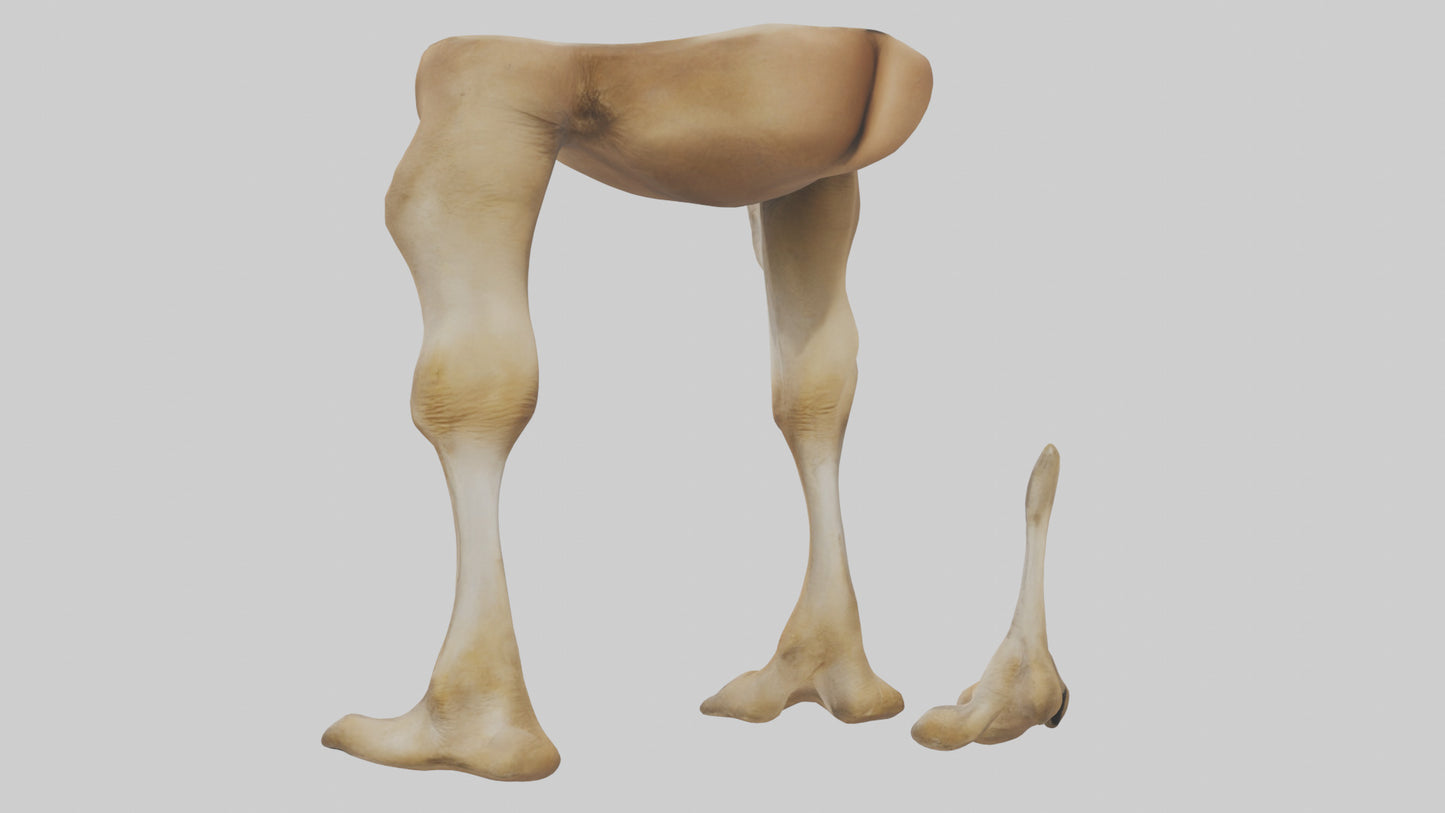 3D model Camel Legs VR / AR / low-poly