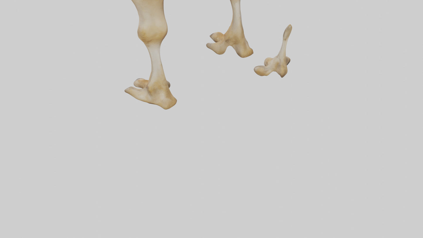 3D model Camel Legs VR / AR / low-poly