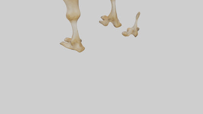 3D model Camel Legs VR / AR / low-poly