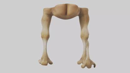 3D model Camel Legs VR / AR / low-poly