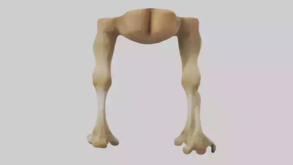 3D model Camel Legs VR / AR / low-poly