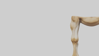 3D model Camel Legs VR / AR / low-poly