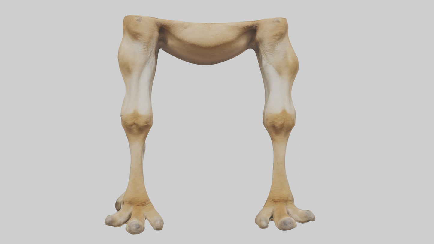 3D model Camel Legs VR / AR / low-poly