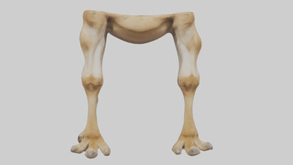 3D model Camel Legs VR / AR / low-poly