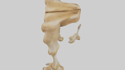 3D model Camel Legs VR / AR / low-poly