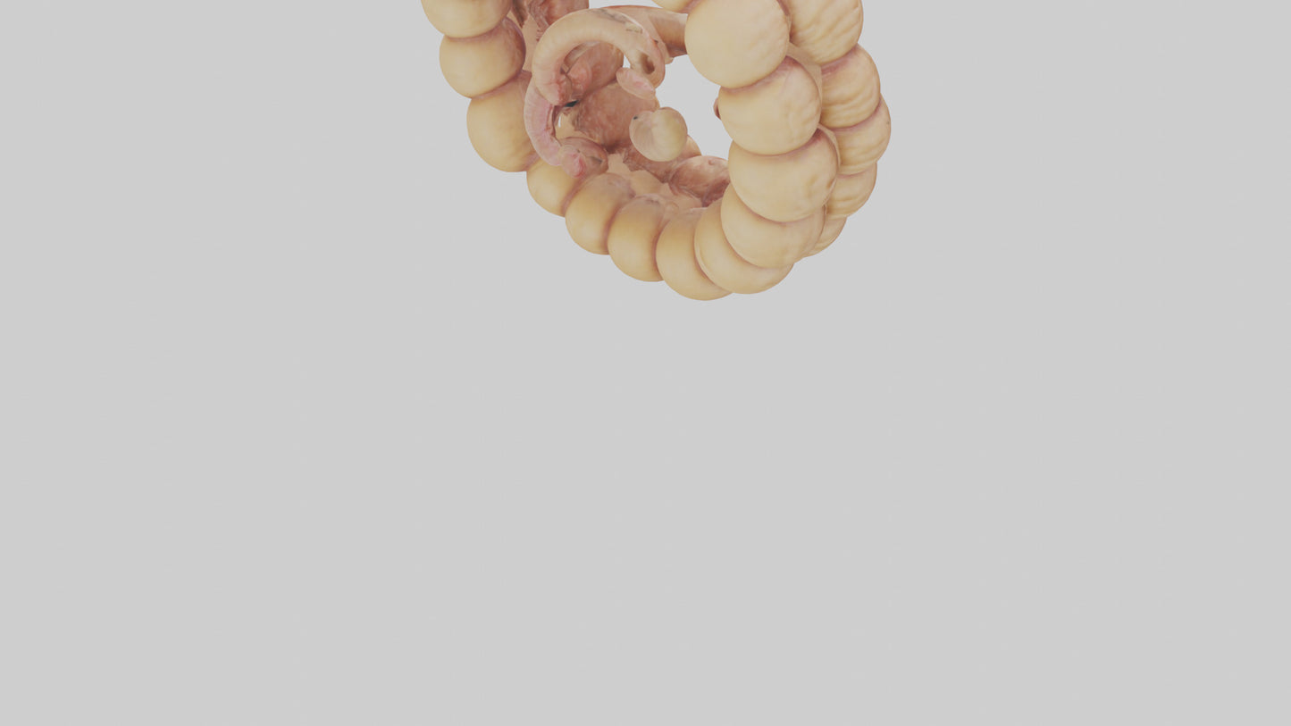 3D model Camel Small Intestine VR / AR / low-poly