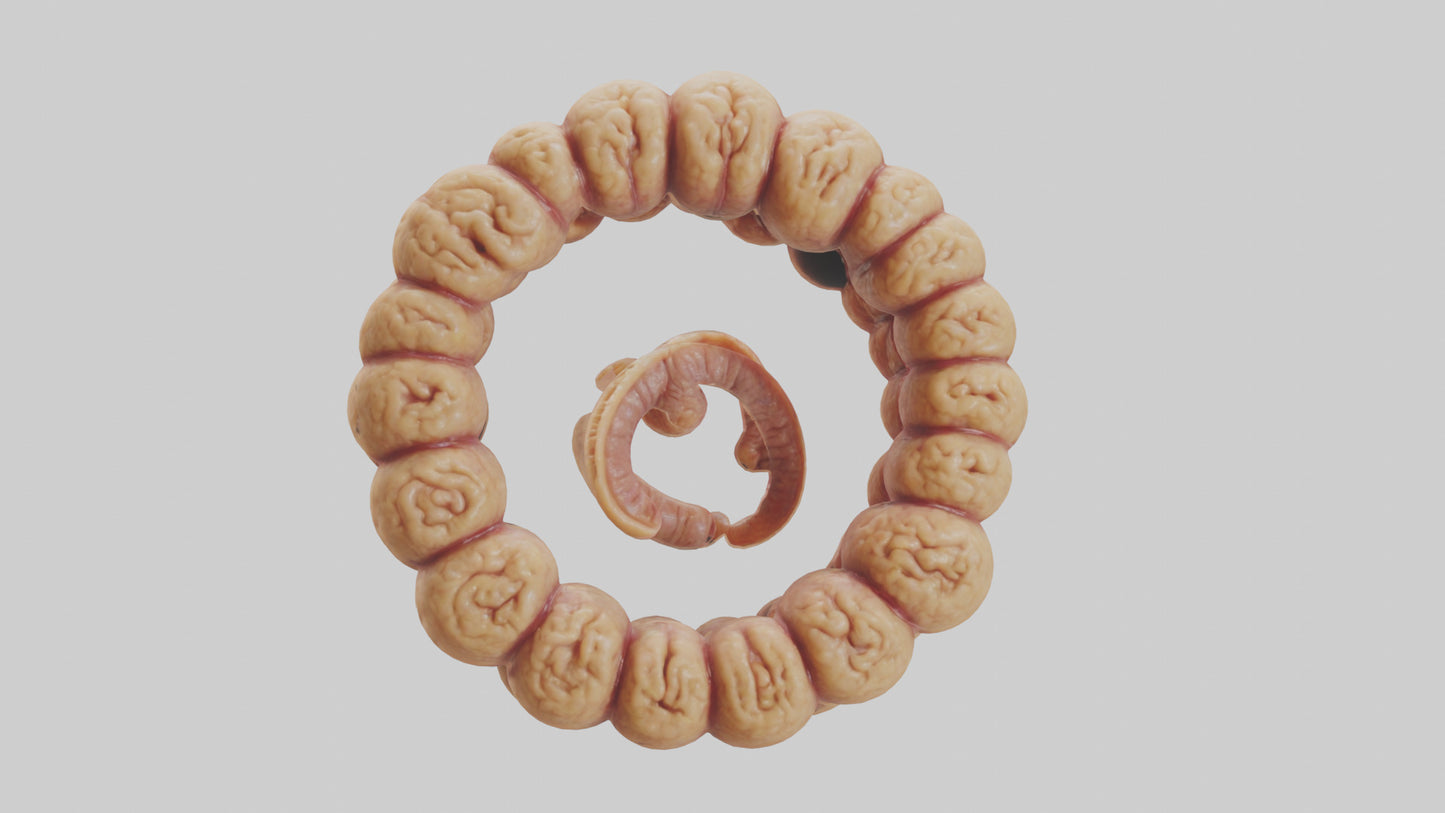 3D model Camel Small Intestine VR / AR / low-poly