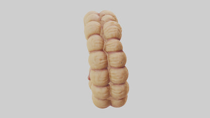 3D model Camel Small Intestine VR / AR / low-poly