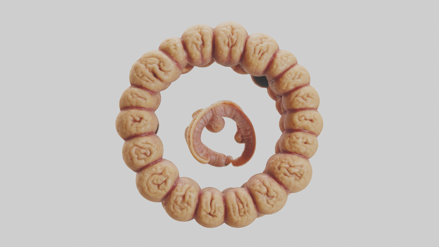 3D model Camel Small Intestine VR / AR / low-poly