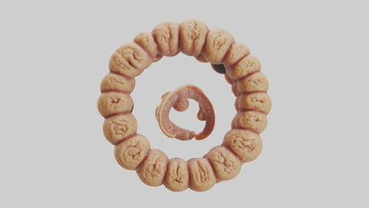 3D model Camel Small Intestine VR / AR / low-poly