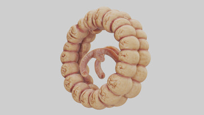 3D model Camel Small Intestine VR / AR / low-poly
