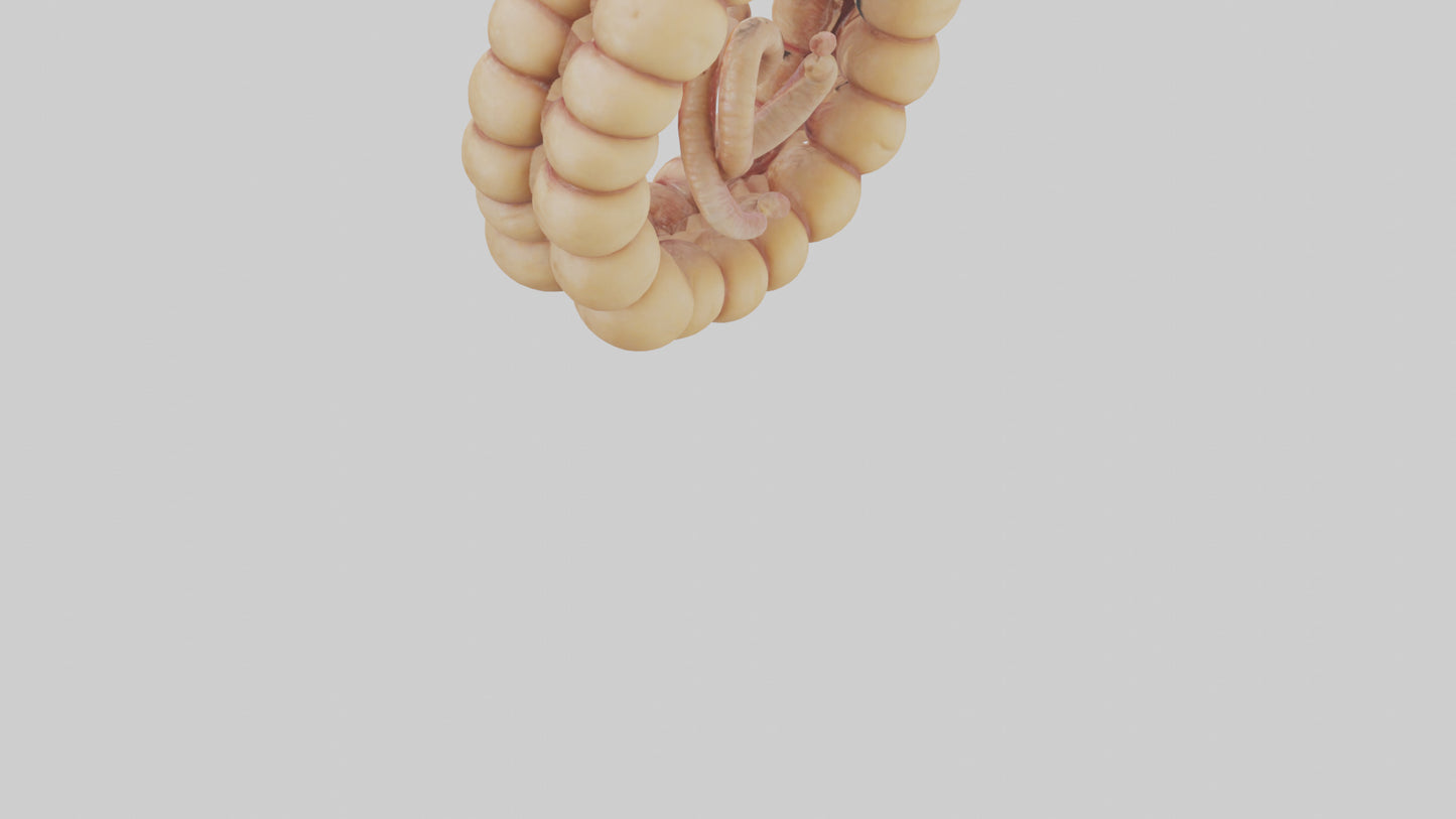 3D model Camel Small Intestine VR / AR / low-poly