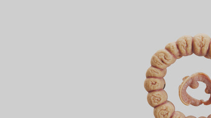 3D model Camel Small Intestine VR / AR / low-poly