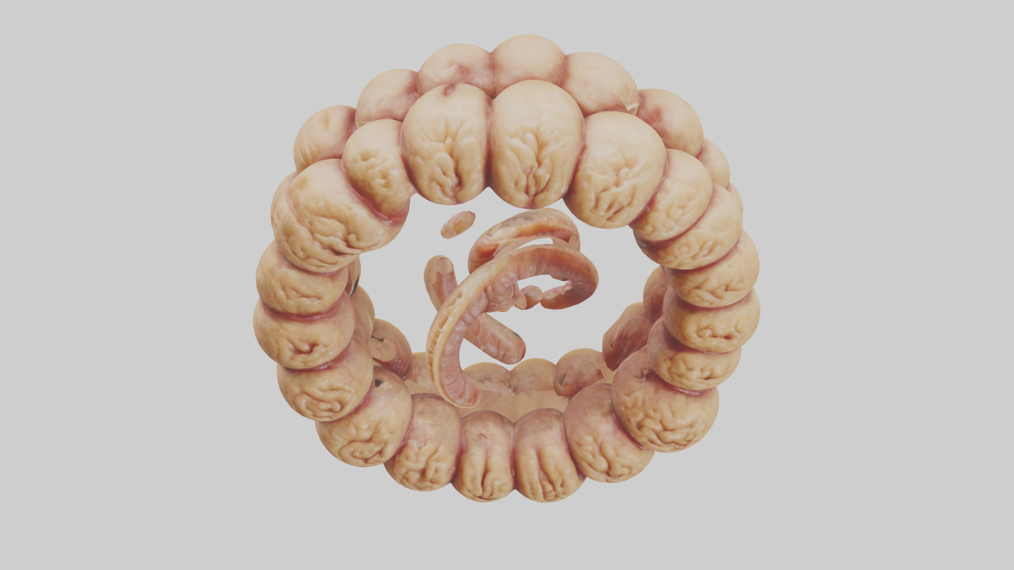 3D model Camel Small Intestine VR / AR / low-poly