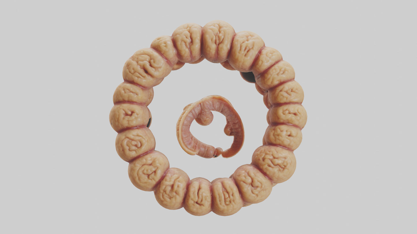 3D model Camel Small Intestine VR / AR / low-poly