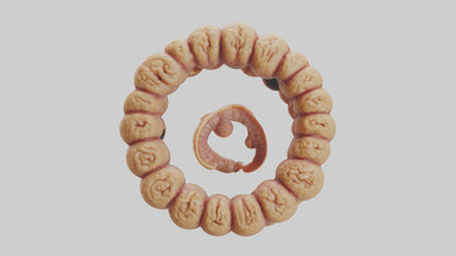 3D model Camel Small Intestine VR / AR / low-poly