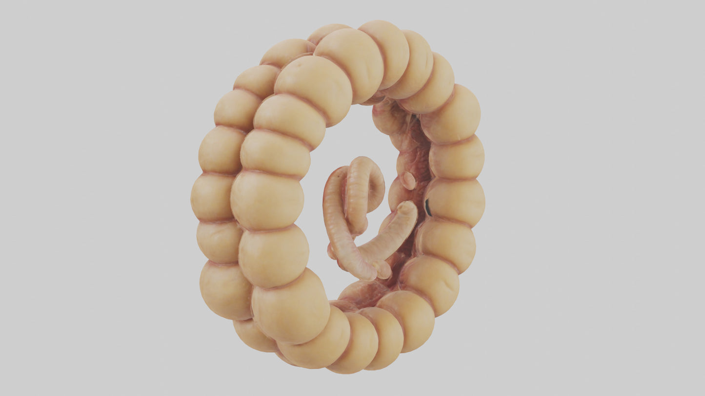 3D model Camel Small Intestine VR / AR / low-poly