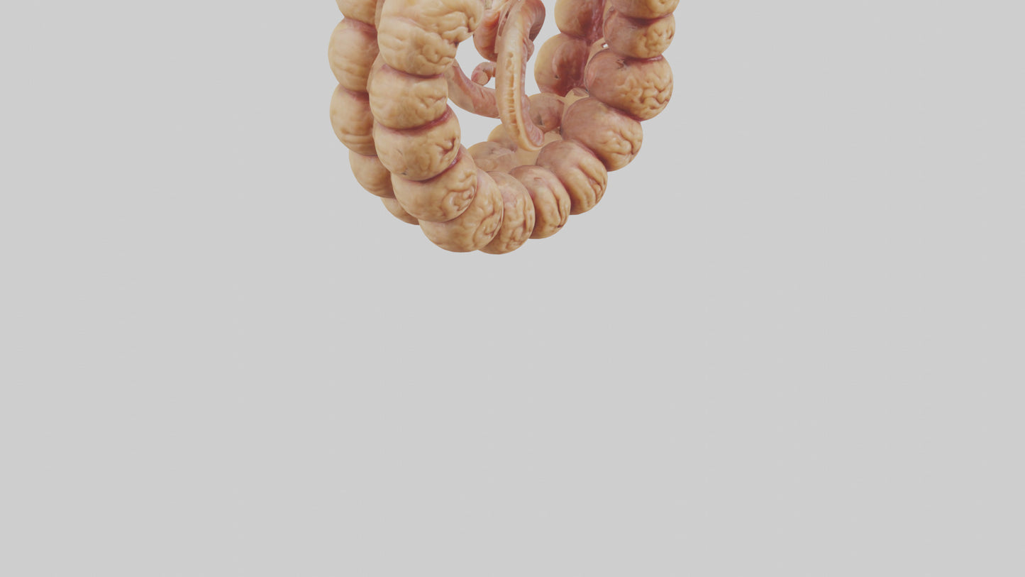 3D model Camel Small Intestine VR / AR / low-poly