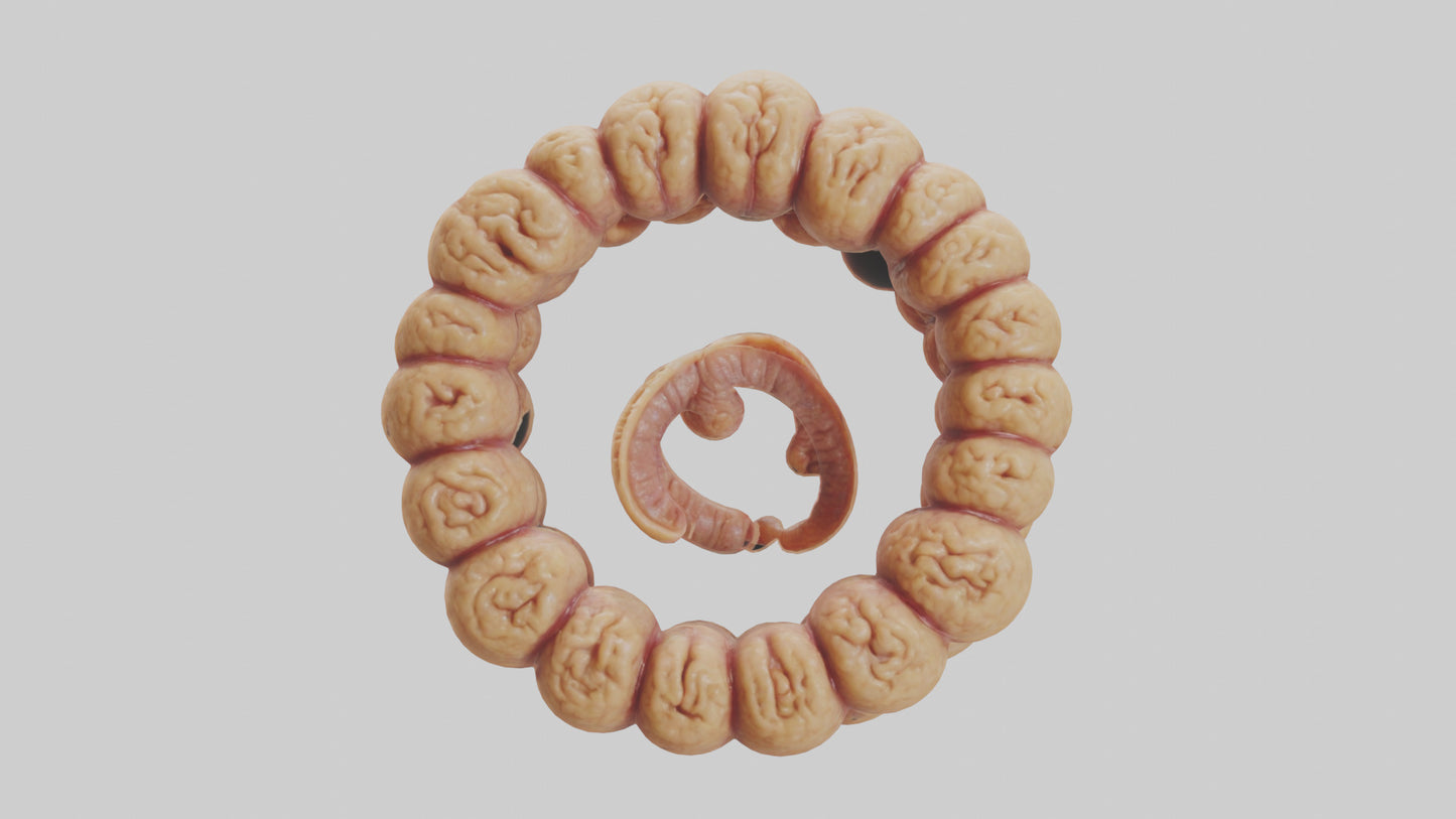 3D model Camel Small Intestine VR / AR / low-poly