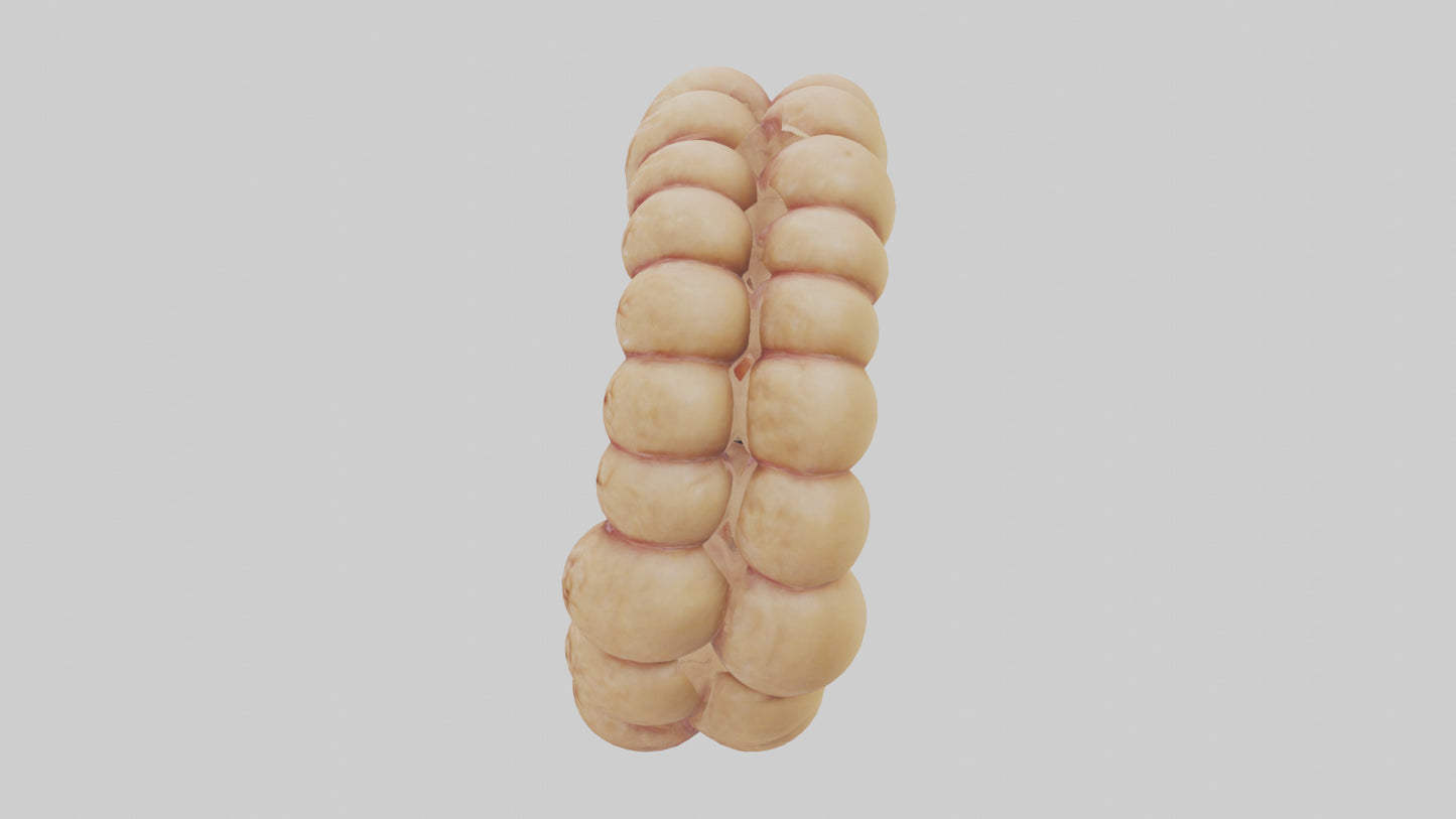 3D model Camel Small Intestine VR / AR / low-poly
