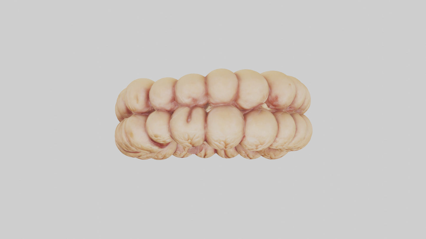 3D model Camel Small Intestine VR / AR / low-poly