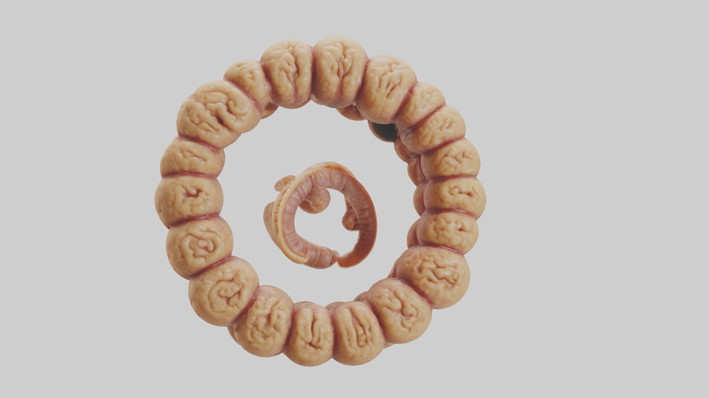 3D model Camel Small Intestine VR / AR / low-poly