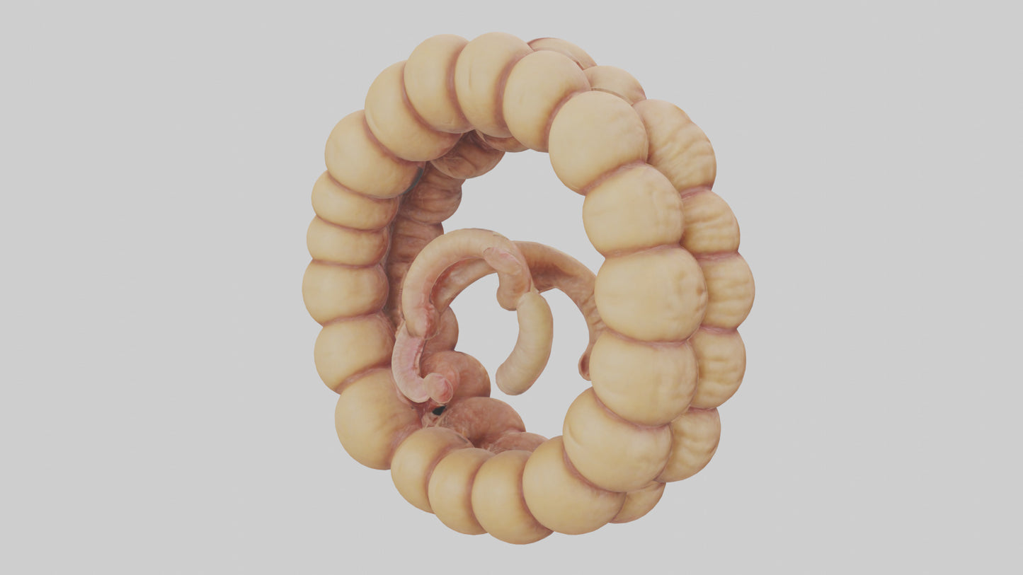 3D model Camel Small Intestine VR / AR / low-poly