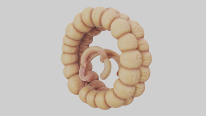 3D model Camel Small Intestine VR / AR / low-poly