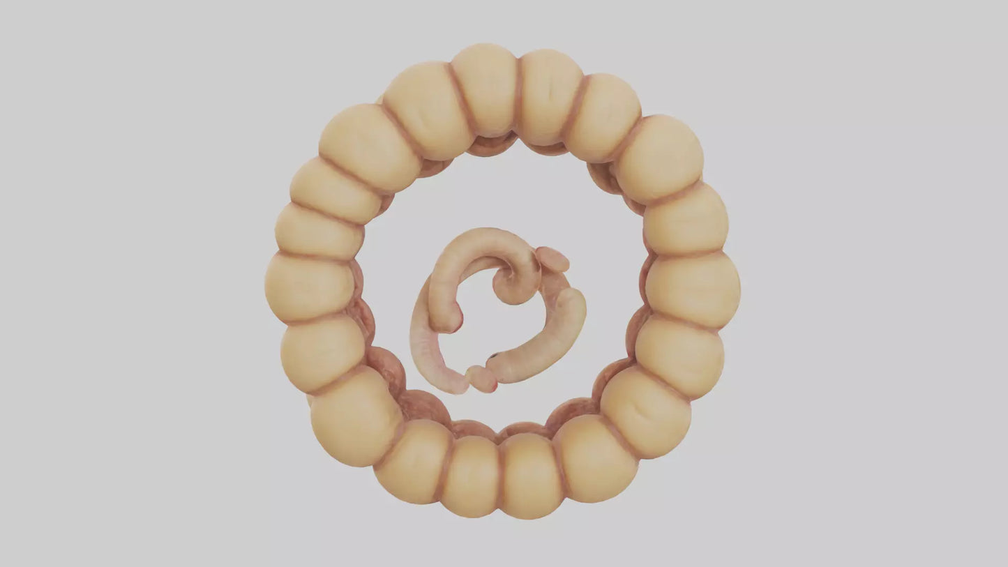 3D model Camel Small Intestine VR / AR / low-poly