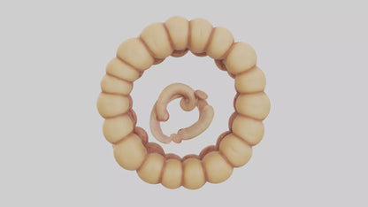 3D model Camel Small Intestine VR / AR / low-poly