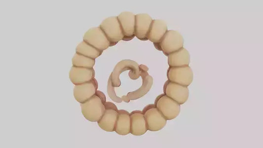 3D model Camel Small Intestine VR / AR / low-poly