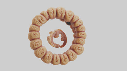 3D model Camel Small Intestine VR / AR / low-poly