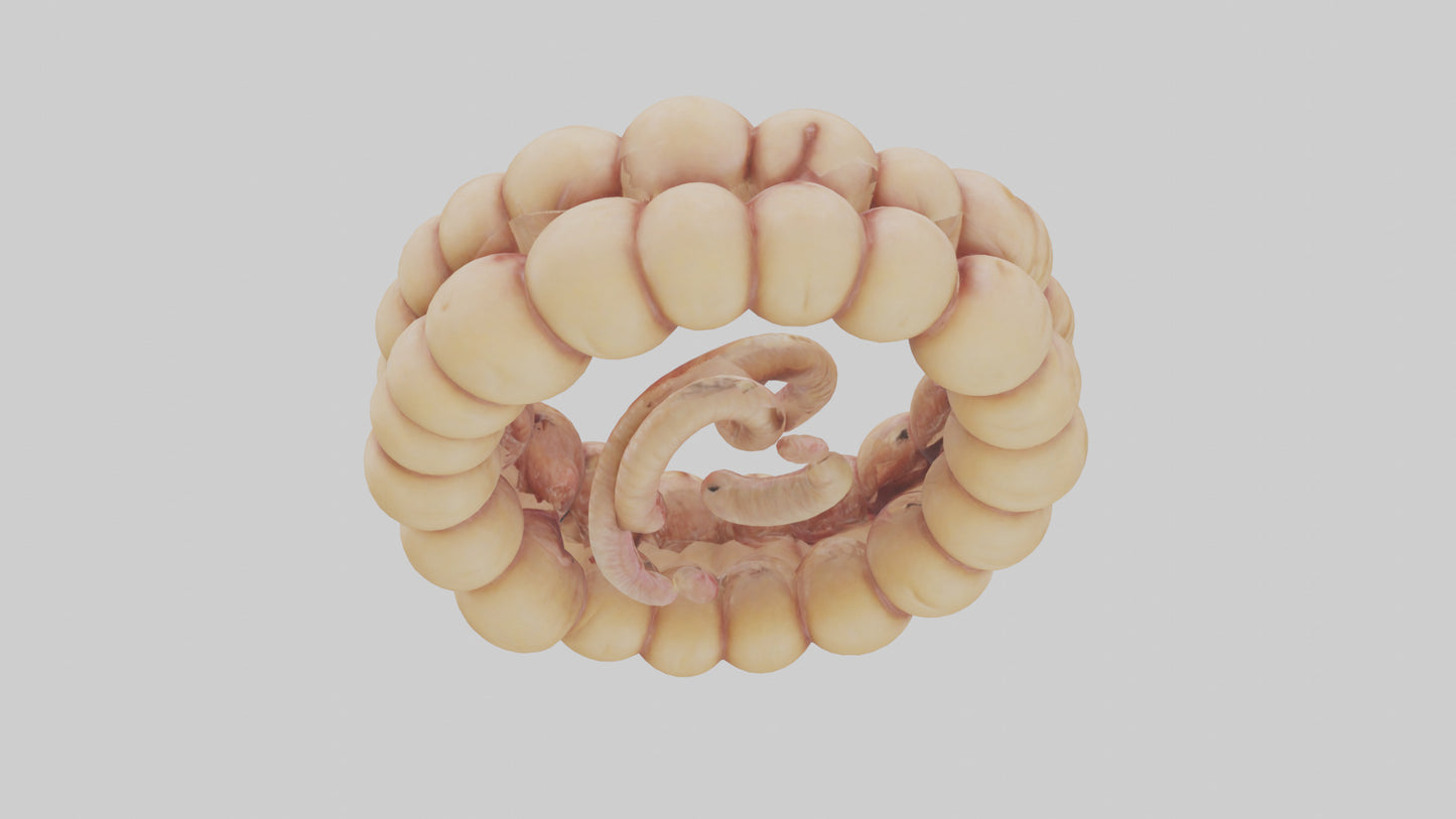 3D model Camel Small Intestine VR / AR / low-poly