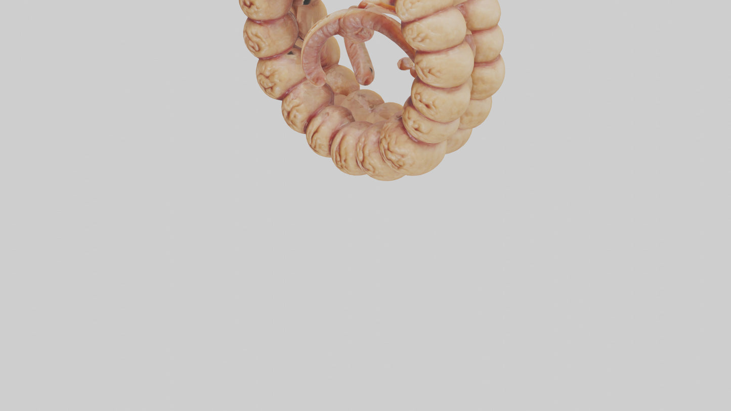 3D model Camel Small Intestine VR / AR / low-poly