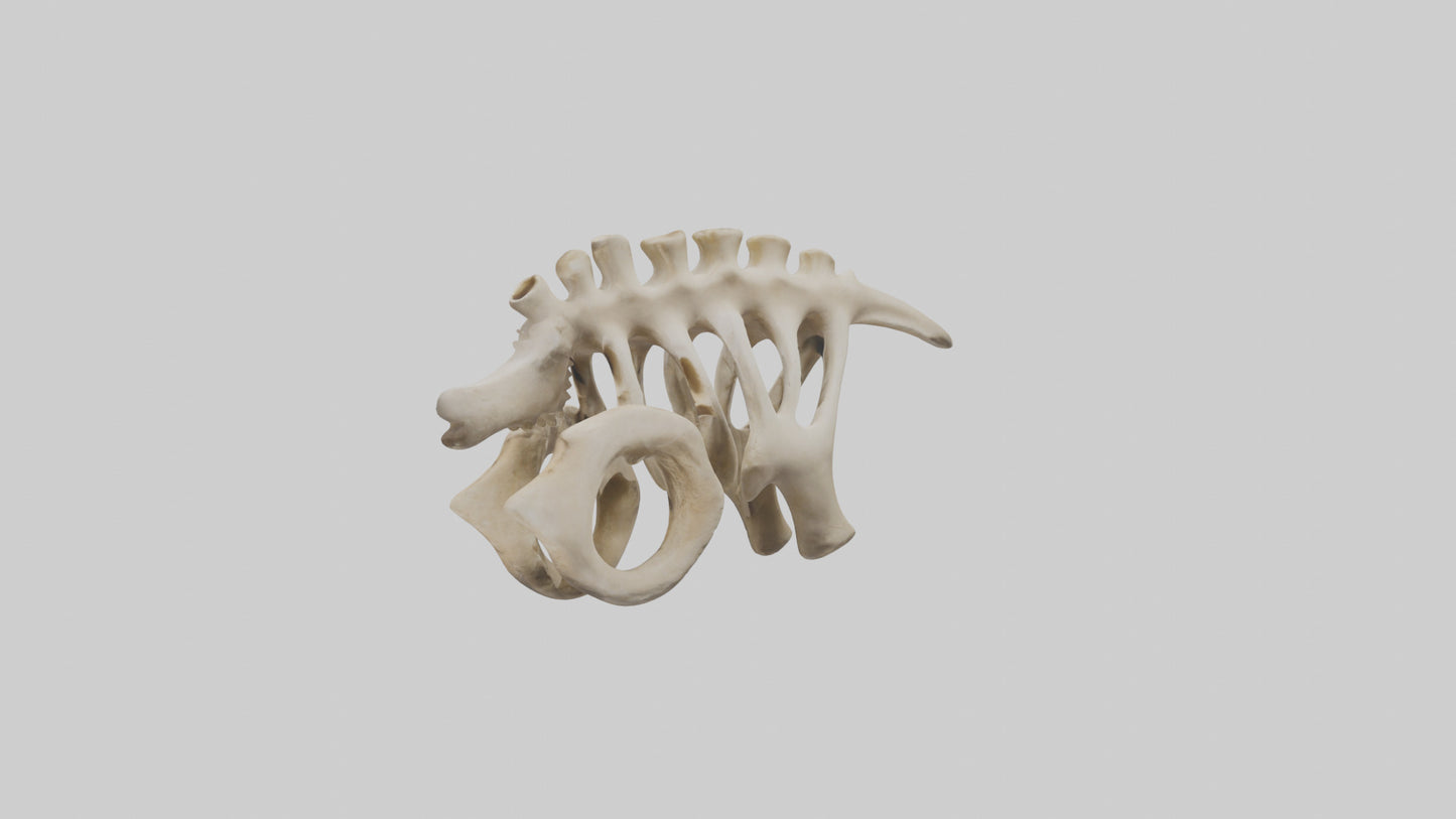 3D model Camel statue model VR / AR / low-poly