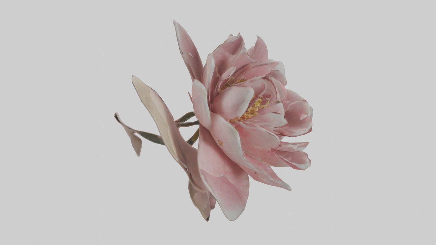 3D model Camellia model VR / AR / low-poly