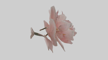 3D model Camellia model VR / AR / low-poly