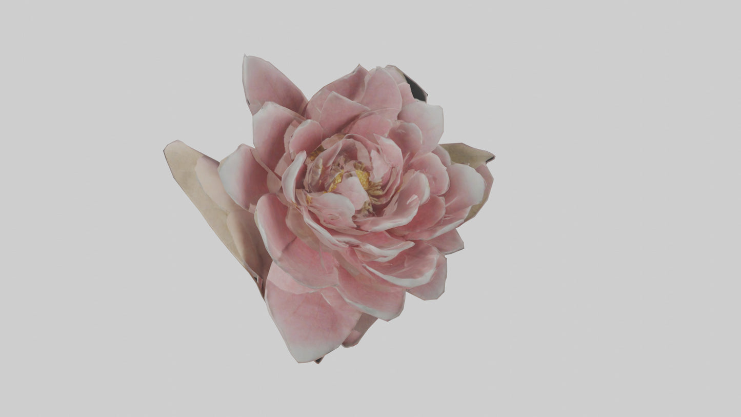 3D model Camellia model VR / AR / low-poly