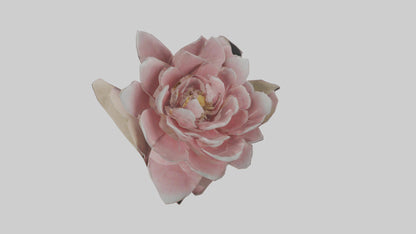 3D model Camellia model VR / AR / low-poly