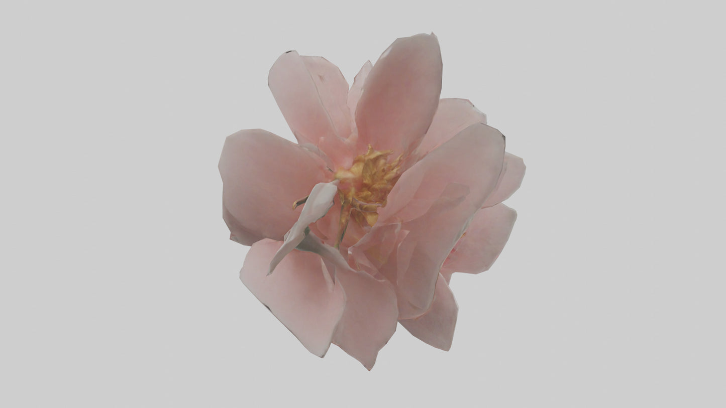 3D model Camellia model VR / AR / low-poly