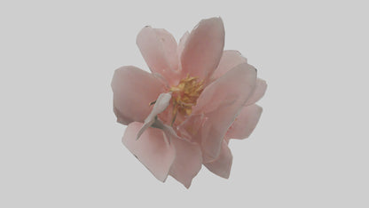 3D model Camellia model VR / AR / low-poly