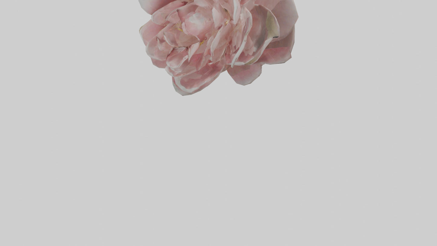 3D model Camellia model VR / AR / low-poly