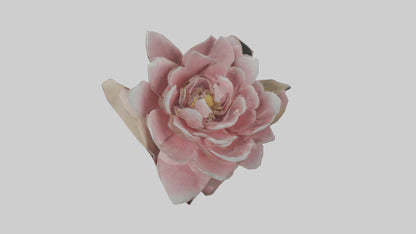 3D model Camellia model VR / AR / low-poly