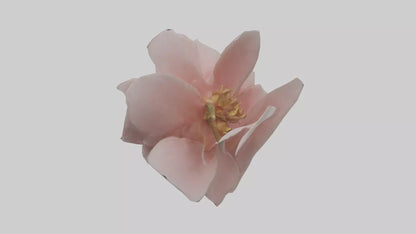 3D model Camellia model VR / AR / low-poly